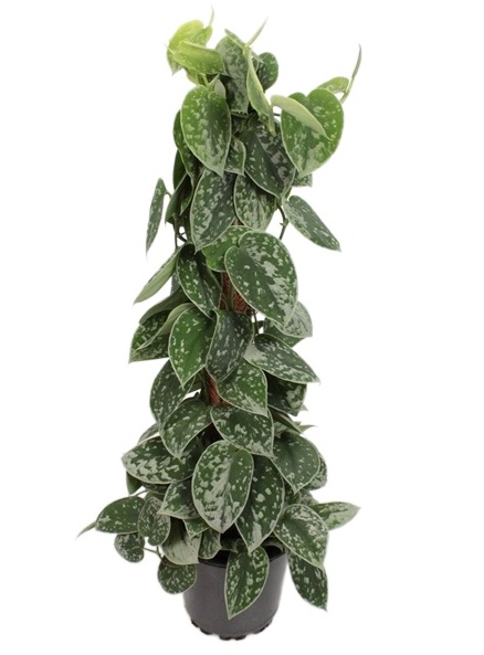 Scindapsus silver ann