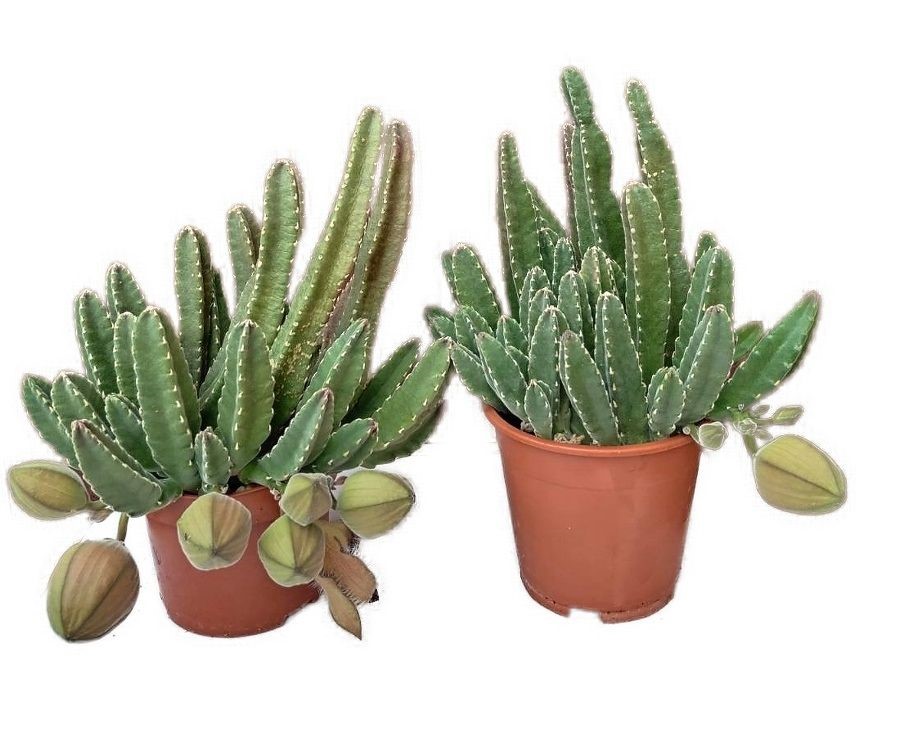 Stapelia variegata - Smrdutka pestrá č.6