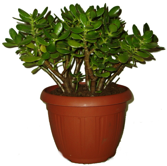 Sukulent Crassula tlustice - velká 2.jakost