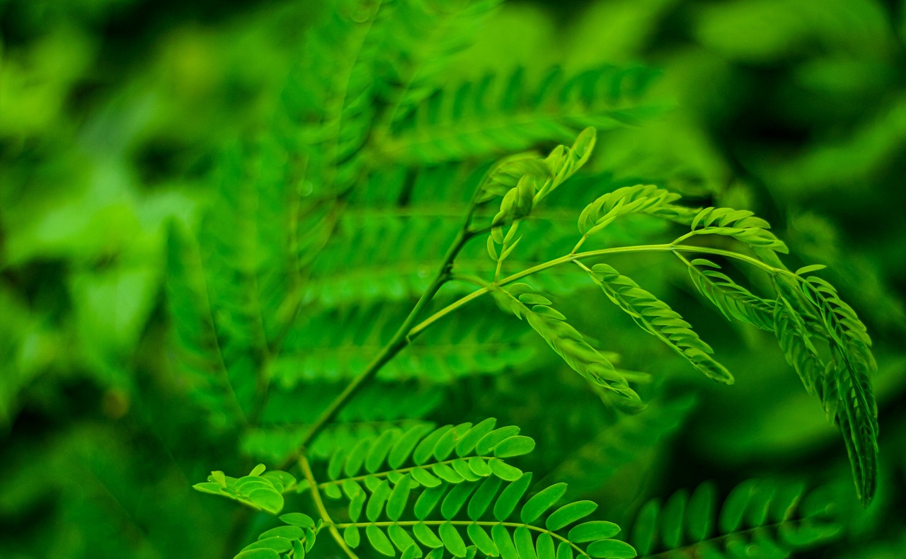 Tamarindus indica 