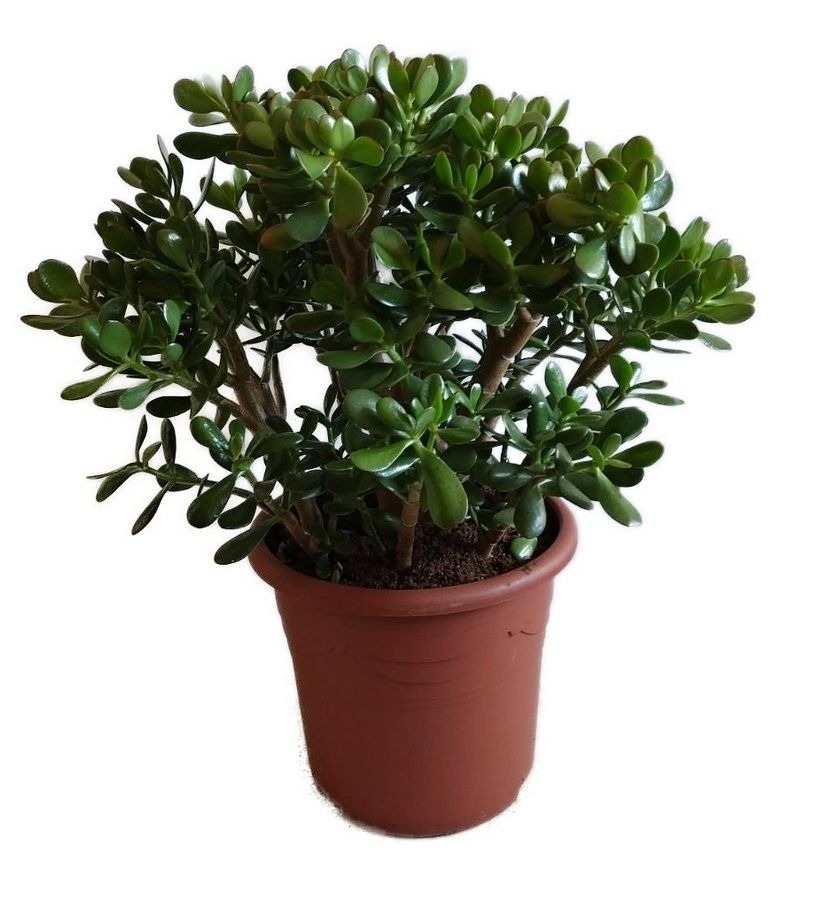 Crassula ovata tlustice XXL 