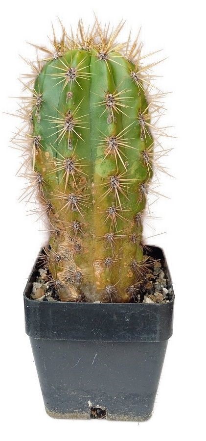 Trichocereus candidans - Echinopsis candicans č.15