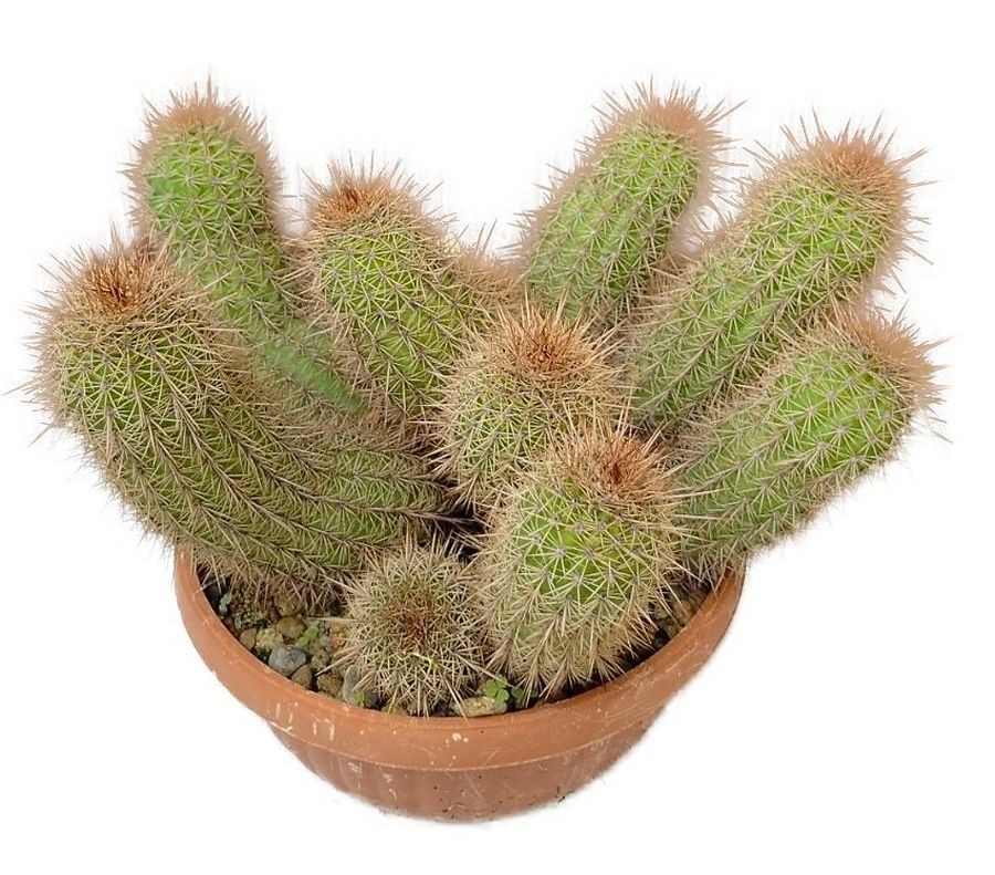Trichocereus grandiflorus - Trichocereus velkokvětý č.14