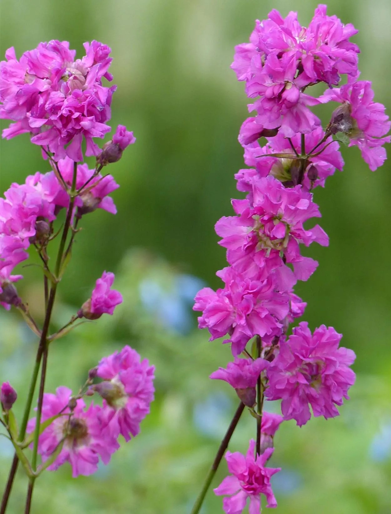 Trvalka Lychnis viscaria - Smolnička obecná