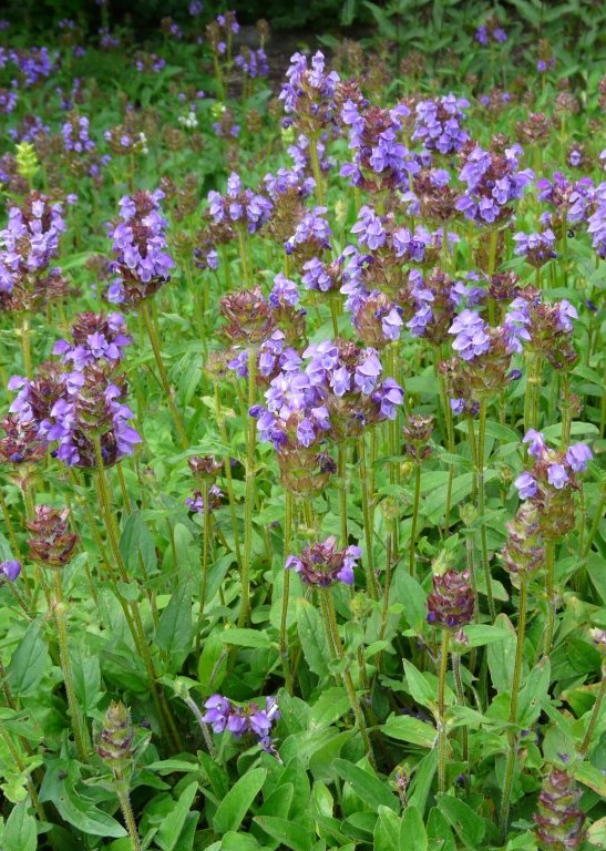 Trvalka Prunella grandiflora - Černohlávek velkokvětý