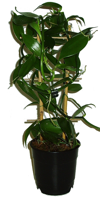 Vanilka Vanilkovník Vanilla planifolia velká
