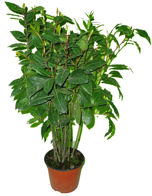 Vavřín laurus bobkový list - 120 cm 