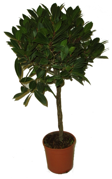 vavrin-laurus-nobilis-bobkovy-list-strom-na-kminku-stredni