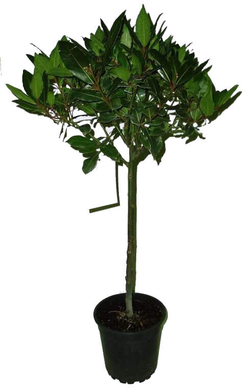 vavrin-laurus-nobilis-bobkovy-list-strom-na-kminku-velky-130-cm