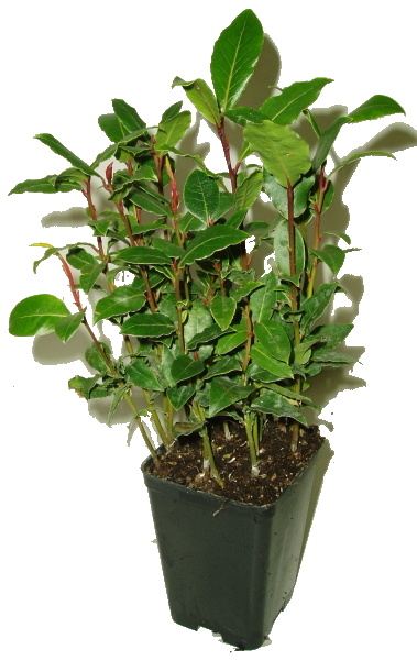 vavrin-laurus-nobilis-minimalne-7-rostlin