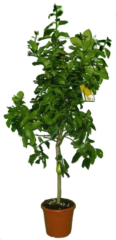 Velký citrus Lemon 2.jakost