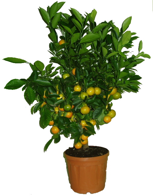 Velký strom calamondin 2. jakost