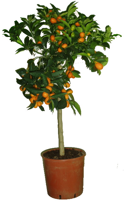 Citrus Kumquat 2.jakost