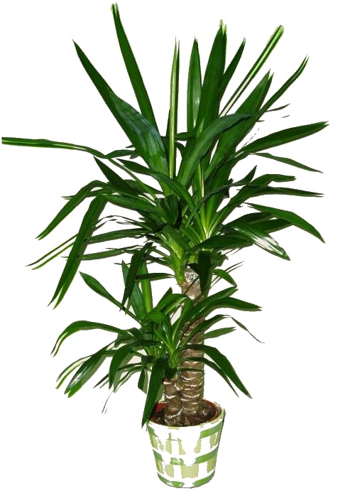 Yucca 2 kmeny 100 cm 