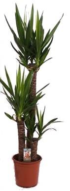 Yucca elephantipes velká 3 kmeny 130 cm