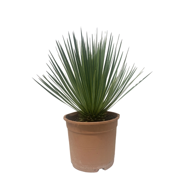 Yucca rostrata XXL