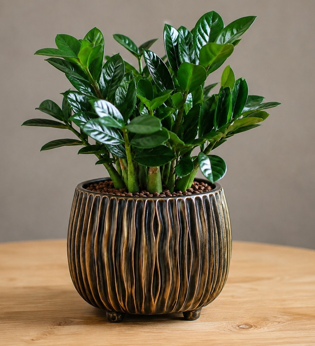 Zamioculcas Zenzi - zamiokulkas zakrslý