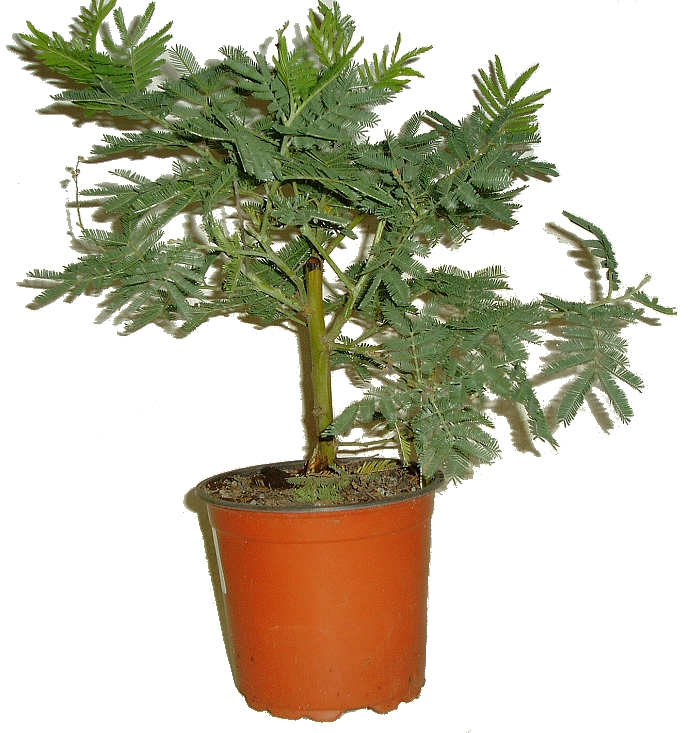 CITLIVKA - MIMOSA PUDICA