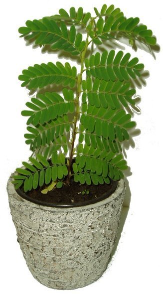 TAMARIND INDICKÝ – TAMARINDUS INDICA