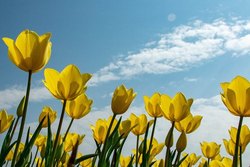 Tulipán - Tulipa