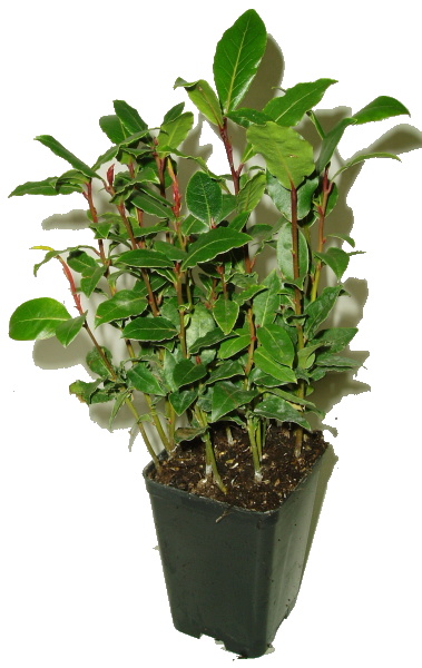 Vavřín laurus nobilis vavrin laurus nobilis minimalne 10 rostlin 1016 1038