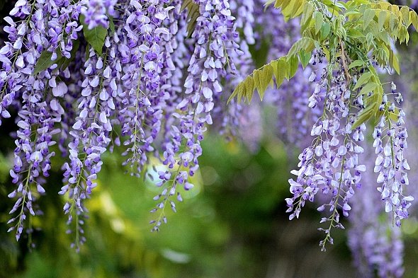 VISTÁRIE – WISTERIA SINENSIS VISTÁRIE – WISTERIA SINENSIS