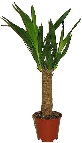 JUKA OBROVSKÁ – YUCCA ELEPHANTIPES JUKA OBROVSKÁ – YUCCA ELEPHANTIPES